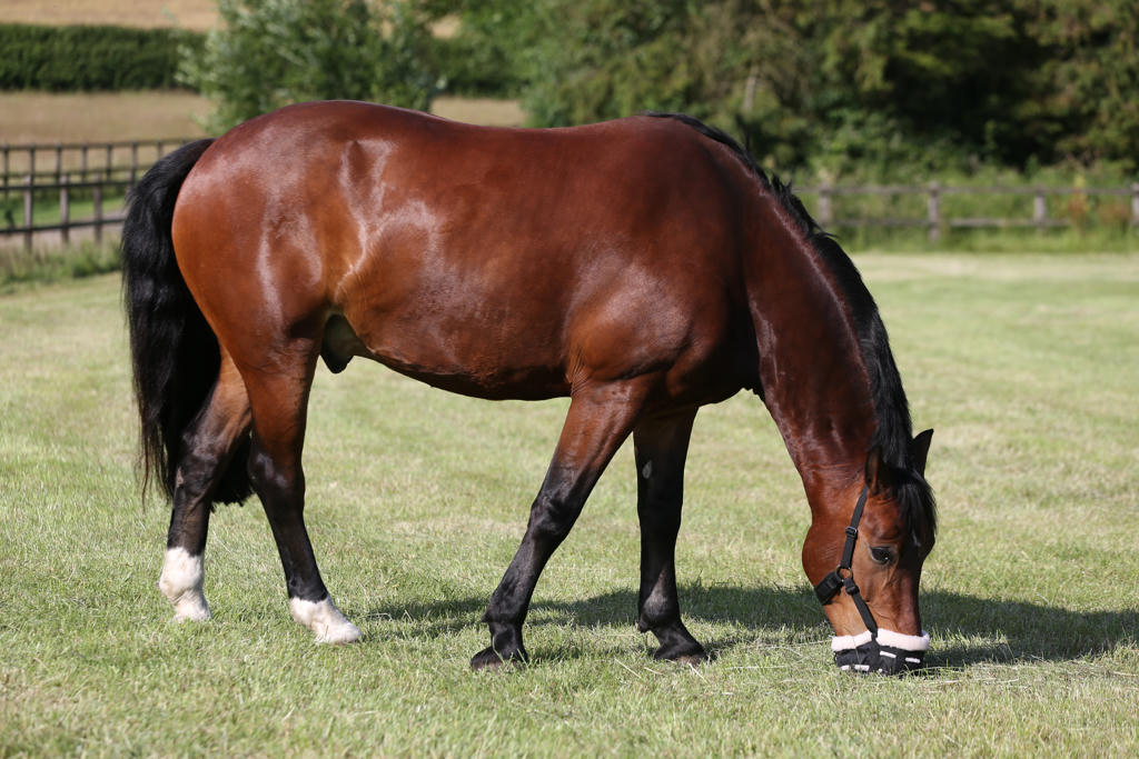 Grazing Muzzles