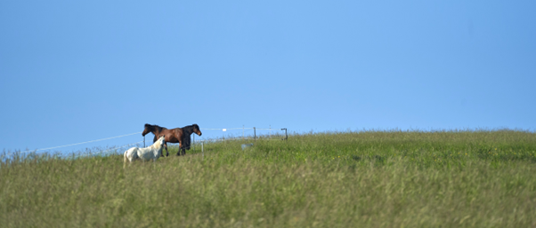 three horses on an open field