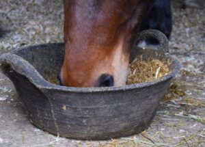 ex-racehorse bucket feed