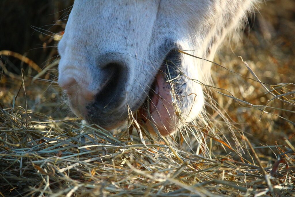 ex-racehorse eating hay 