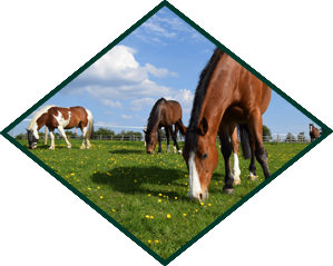 laminitis