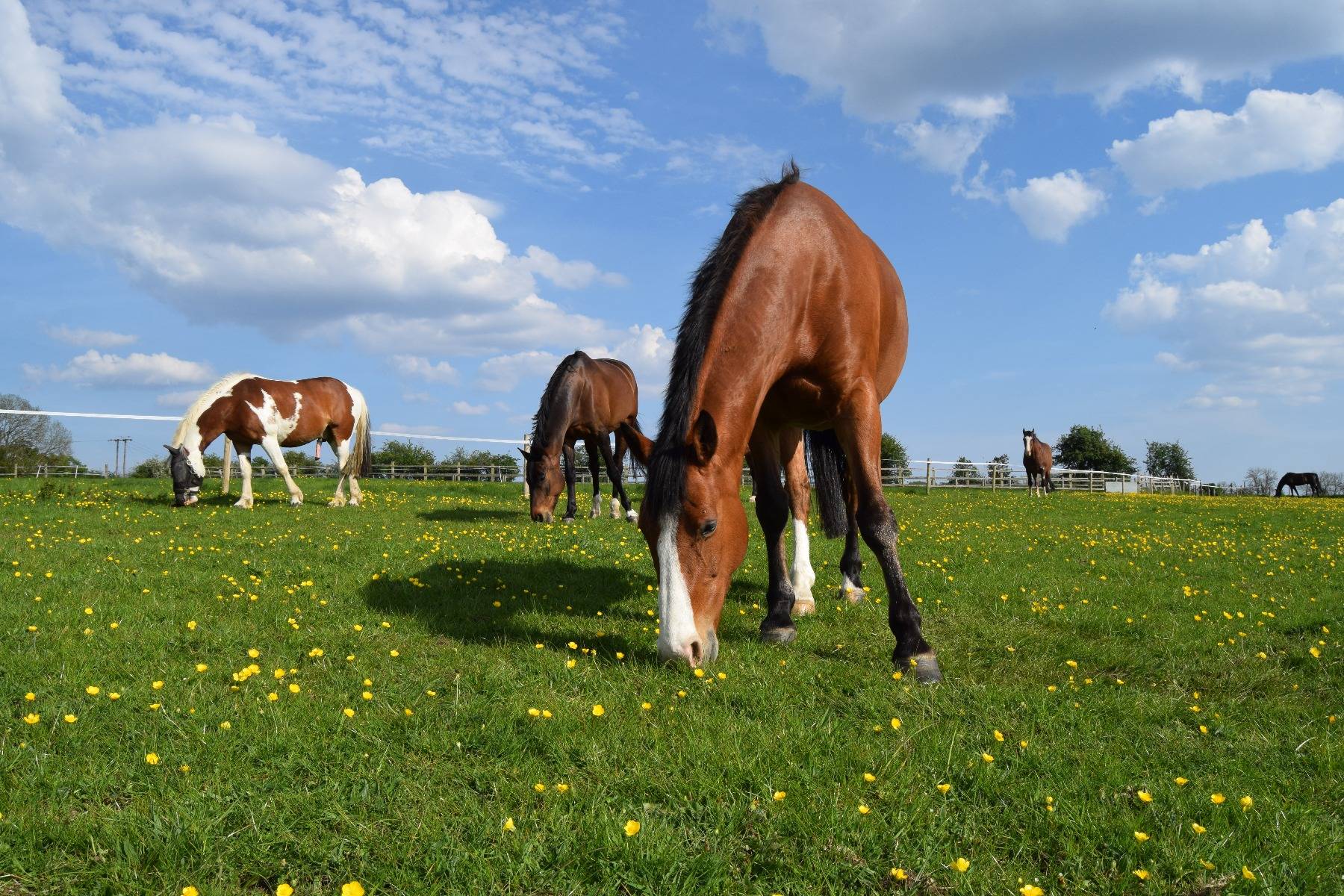 Laminitis in Horses Causes Signs Symptoms & Treatment SPILLERS