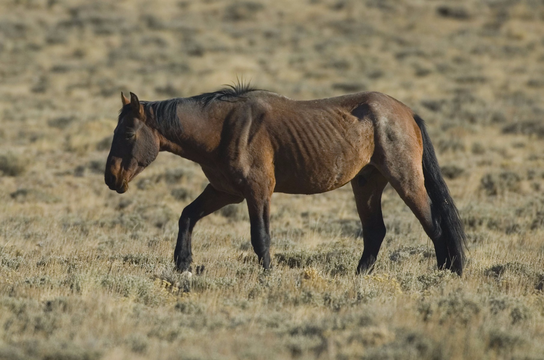Poor Doer and Under Weight Horse Nutritional Guide SPILLERS Feeds