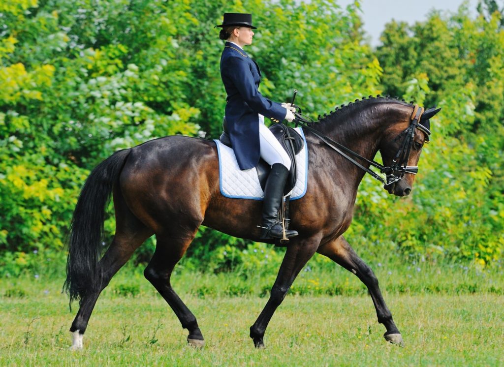 What to feed an excitable horse