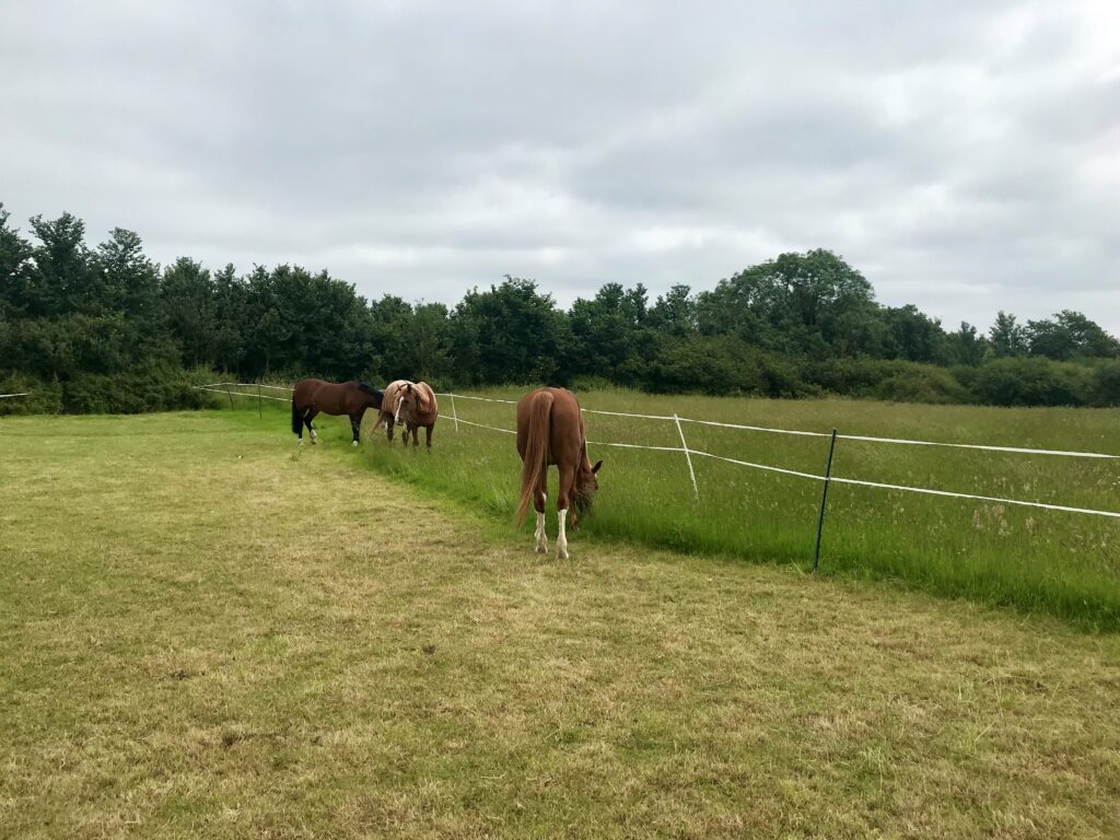 managing grazing in horses prone to laminitis and obesity