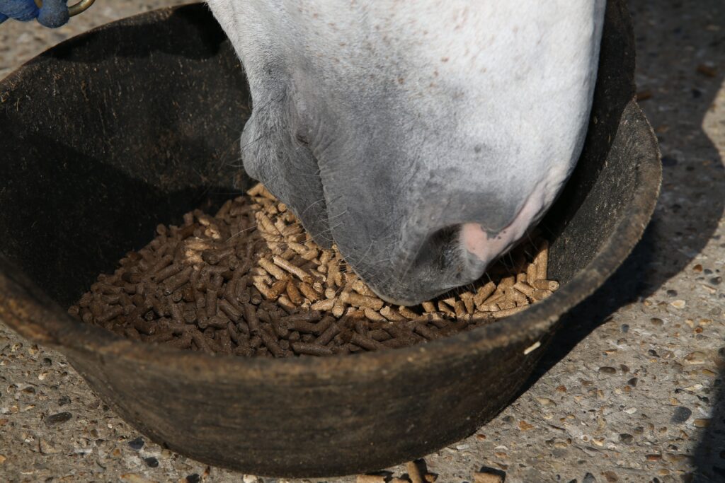 horse balanced diet 