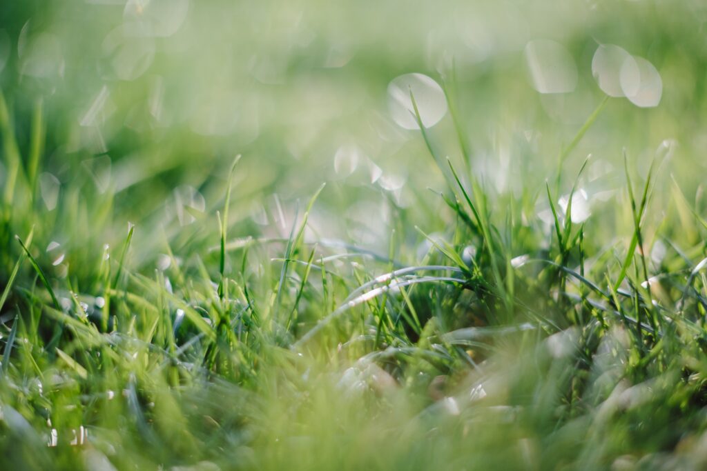 Spring grass for laminitics poses a risk