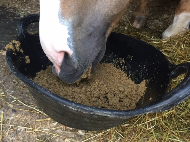 Horse eating SPEEDY-MASH Fibre hay replacer