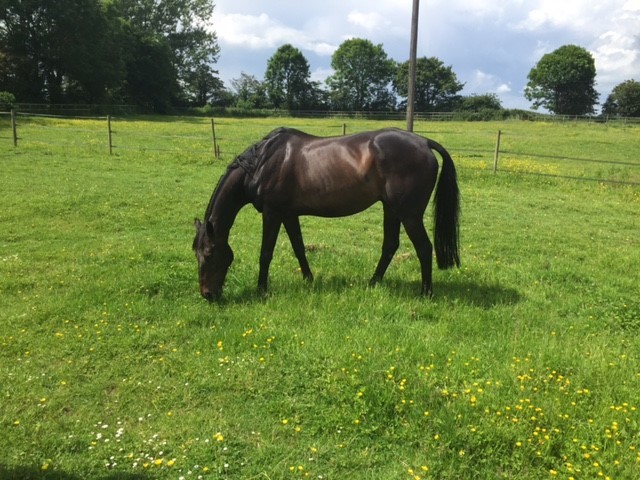 Horse-eating-grass