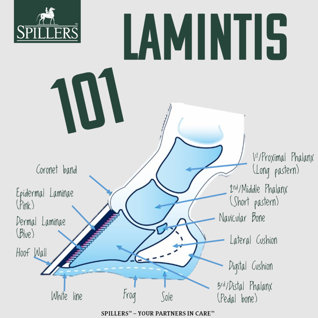 Laminitis 101