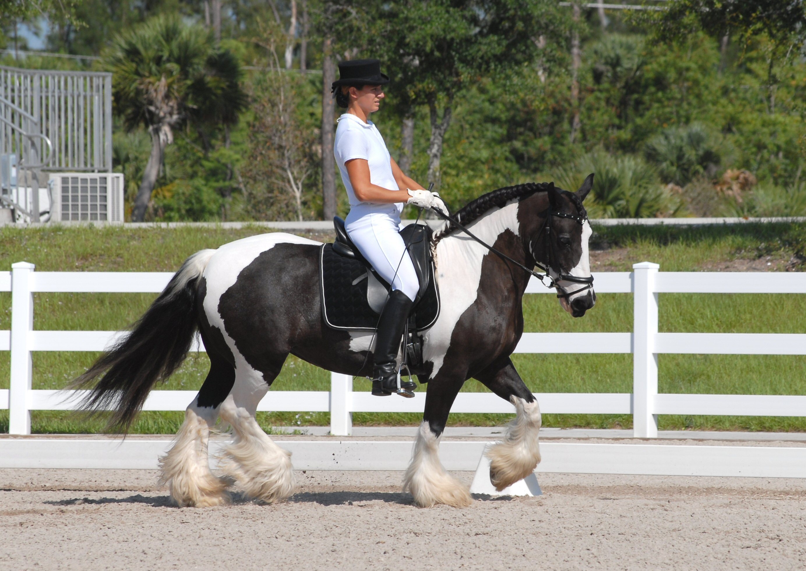 Ridden_cob_shutterstock_53647609