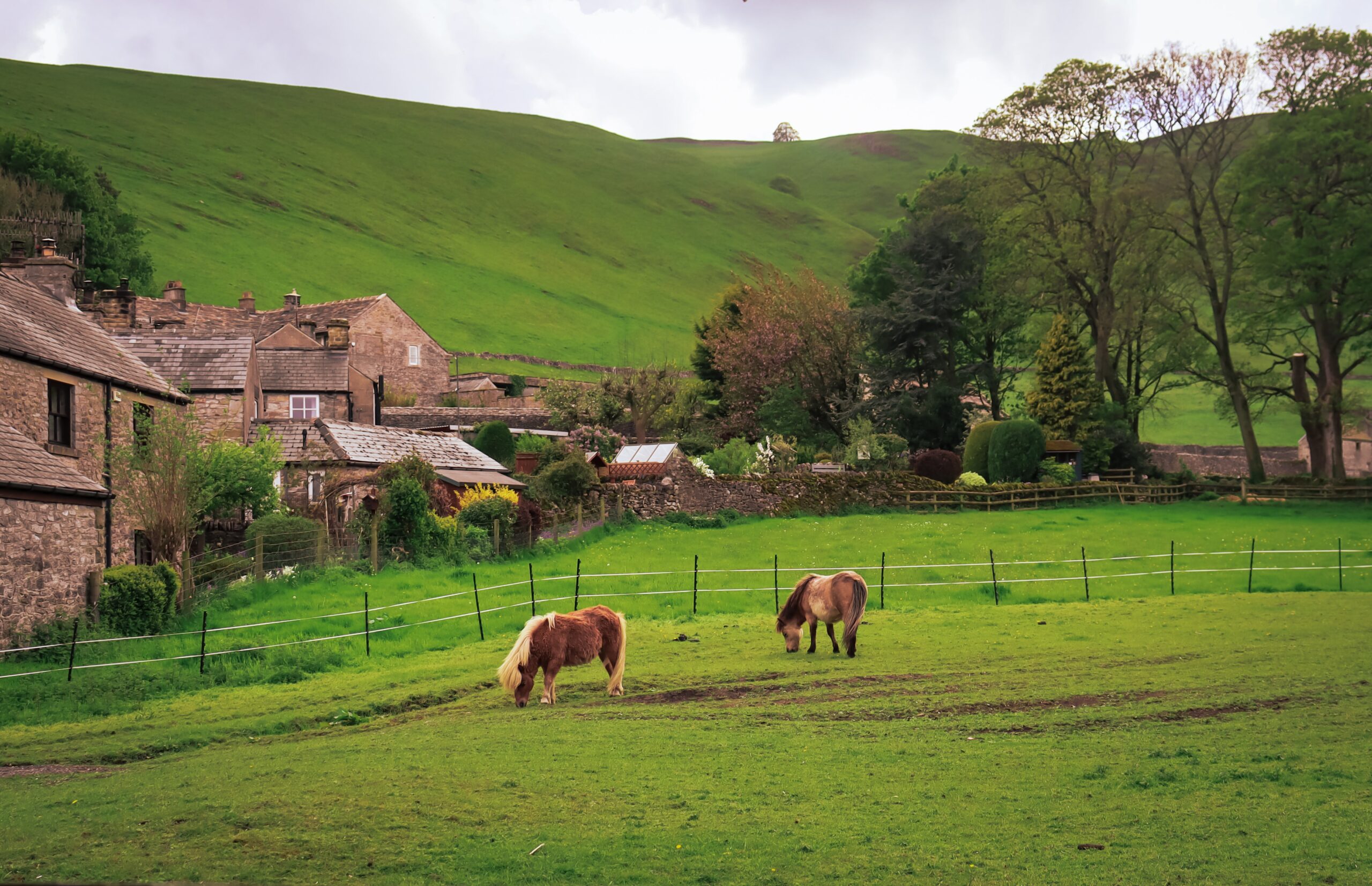 overweight ponies grazing needing more lysine