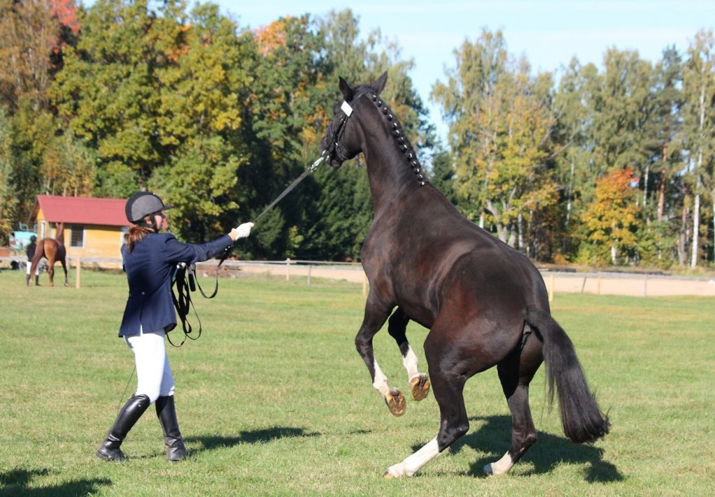 What to feed an excitable horse?