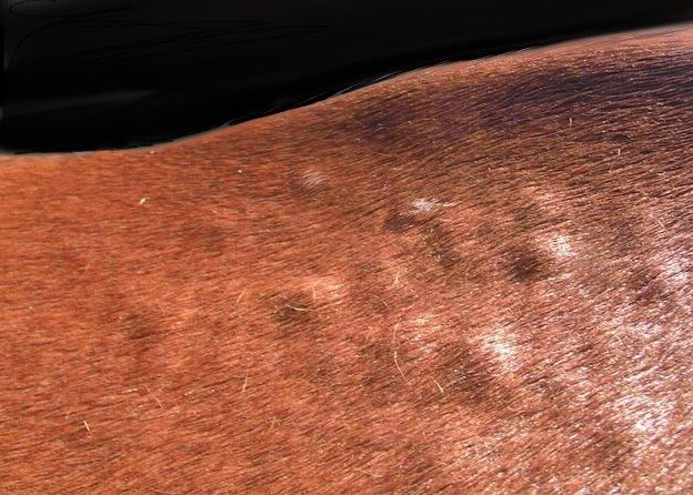 lumps on horses skin