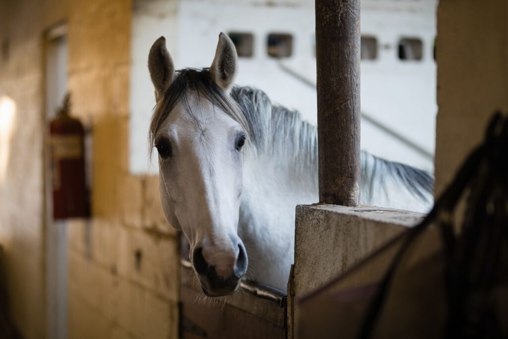 Horse with laminitis in stable on box rest