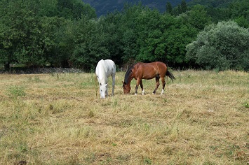 horse forage