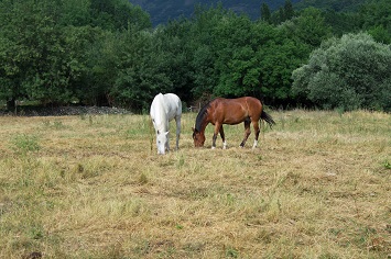 what are balancers for horses