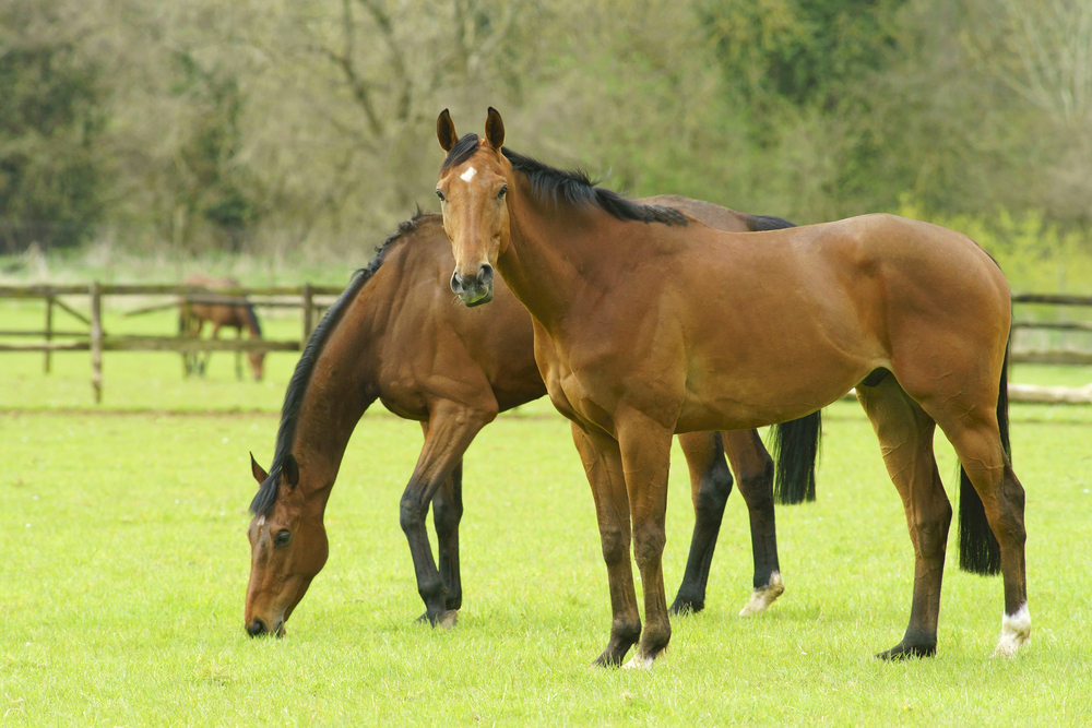 protein for horses