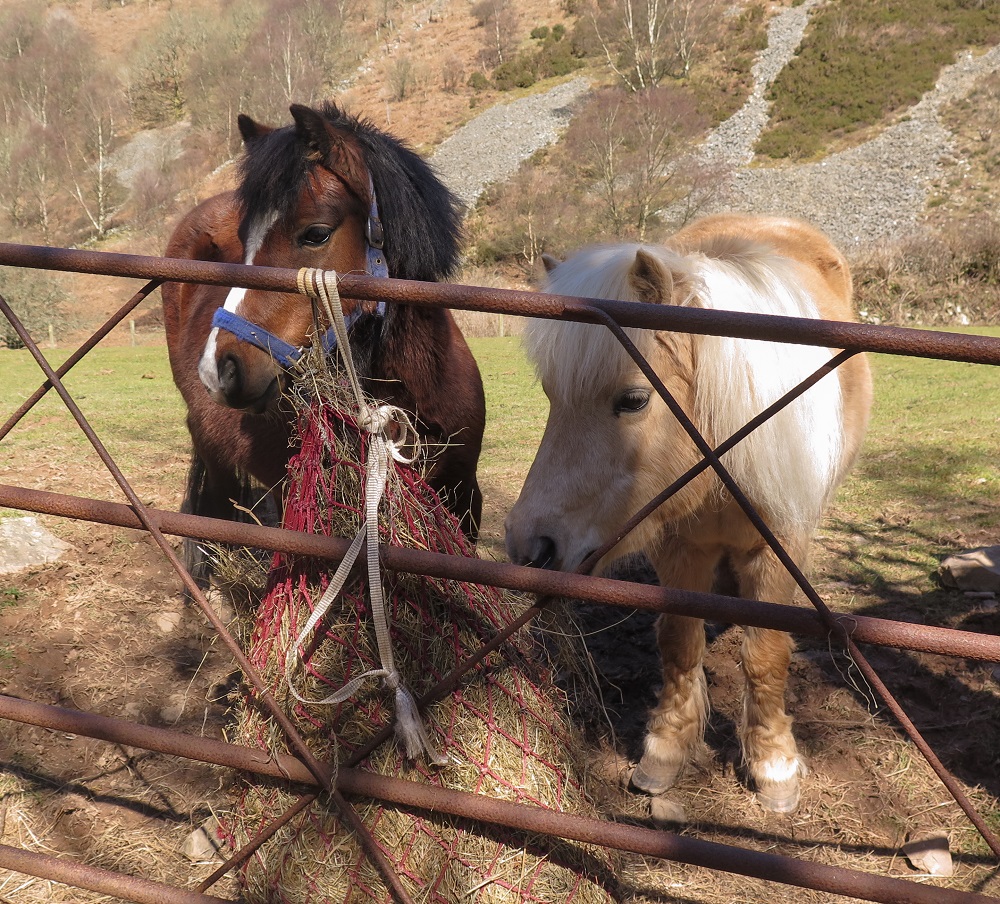 ponies prone to gastric ulcers eating haynet in field