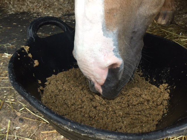Horse eating a mash
