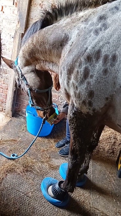 Horse wearing booties eating feed