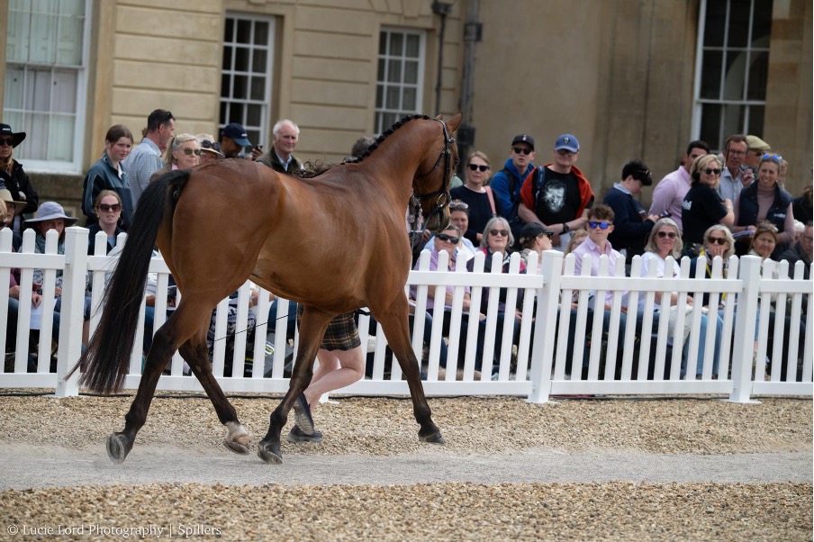 Winning Topline