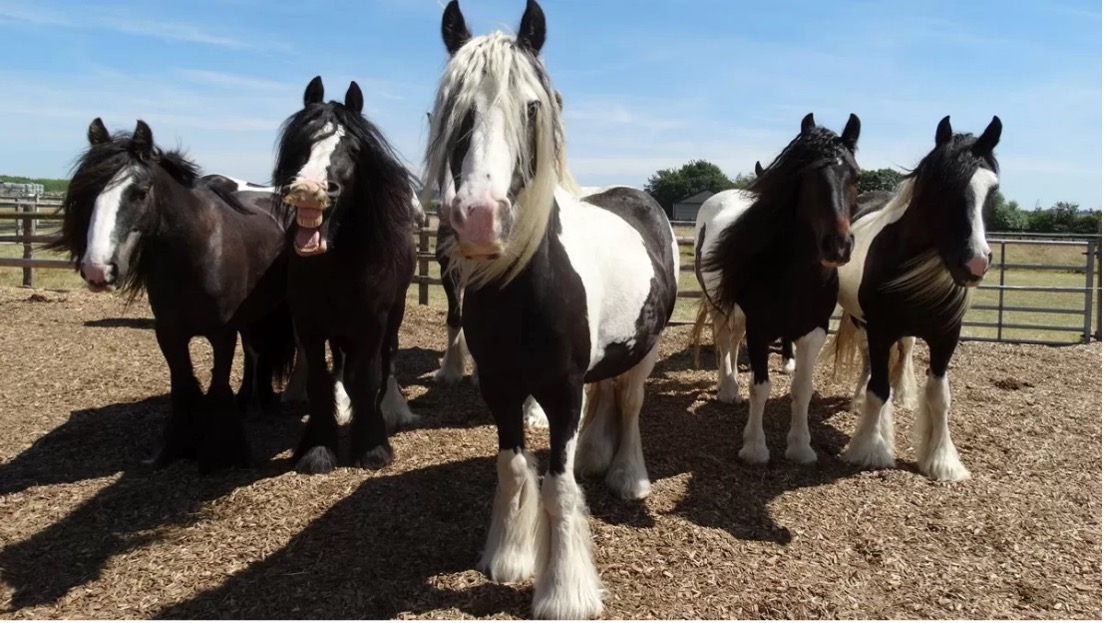 Aylsham Norfolk horses
