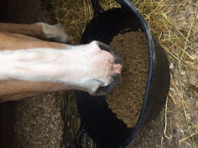 horse eating mash
