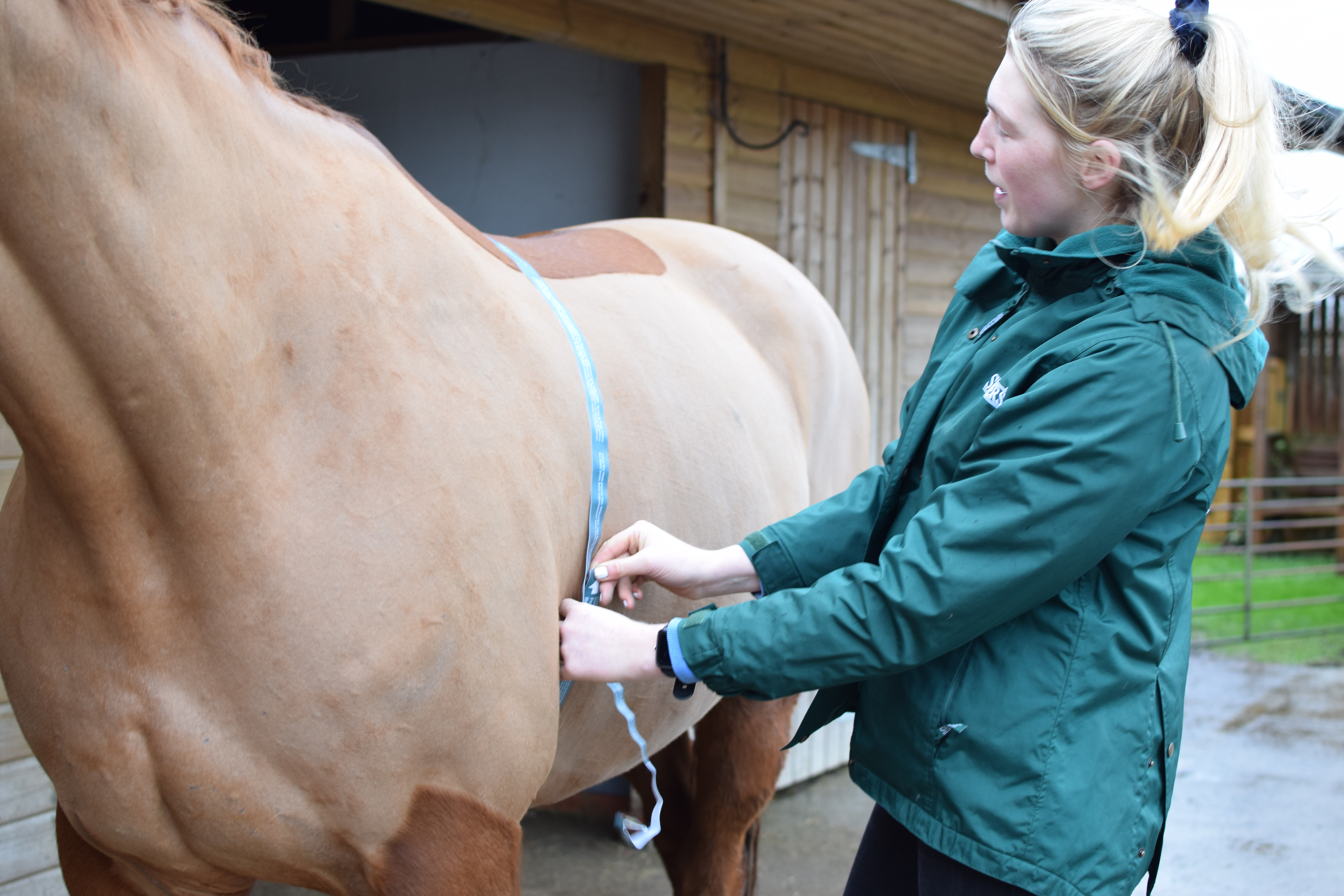 woman checking horse measurements