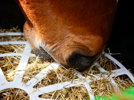 Horse eating straw from a bucket