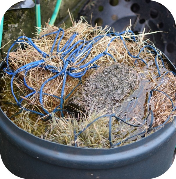 Soaked hay net in a bucket with water, used for feeding horses with dietary needs.