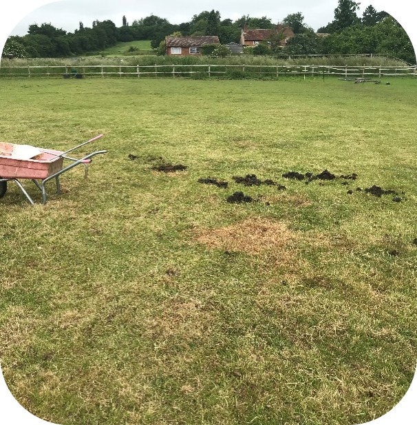 Horse pasture with manure piles and a wheelbarrow for field maintenance.