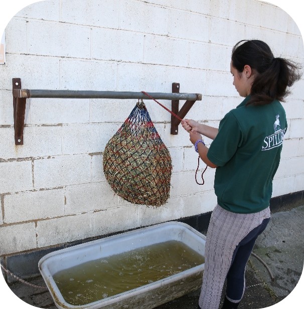 Woman preparing a hay net for soaking as part of horse feeding management