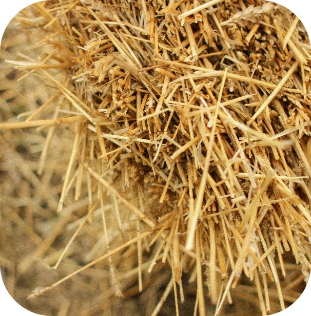 Close-up of dry straw forage used in horse feeding and stable bedding
