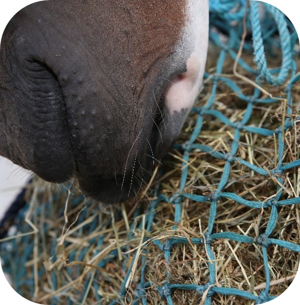 Divide restricted rations of hay/ haylage into as many smaller servings as possible to help avoid long periods without forage