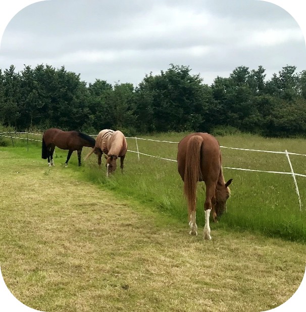 Group of horses grazing in a paddock with electric fencing on a cloudy day.