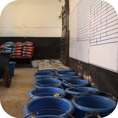 Reduce cereal-based feeds on days off 