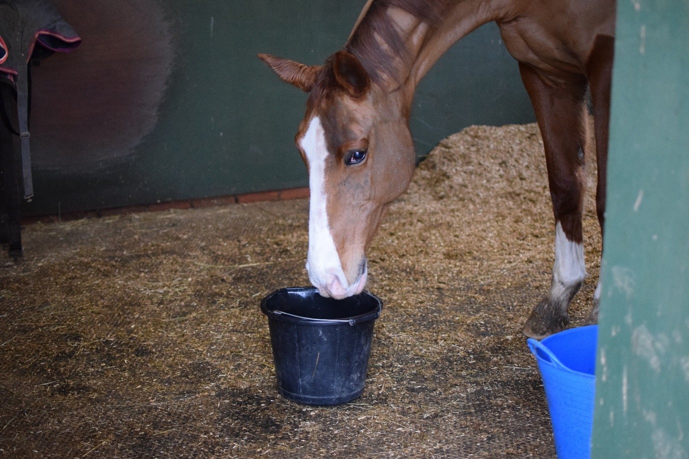 Horse in stable drinking water from a black bucket