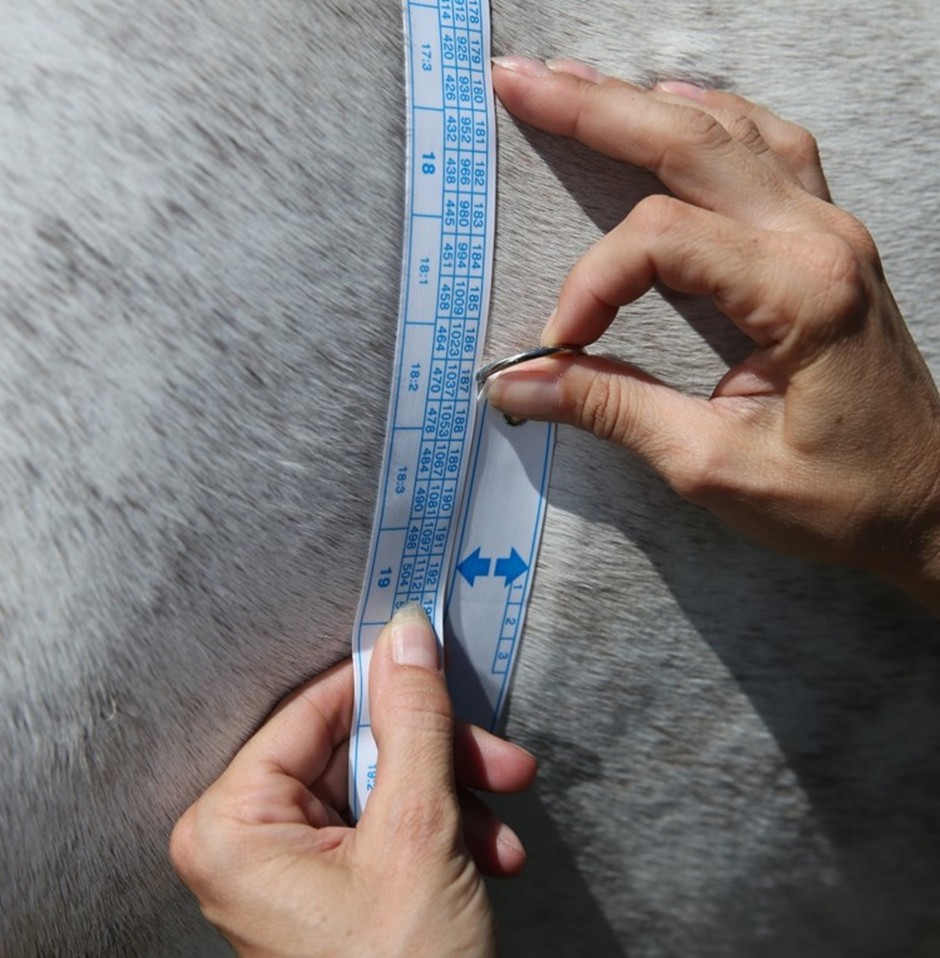 Measuring a horse