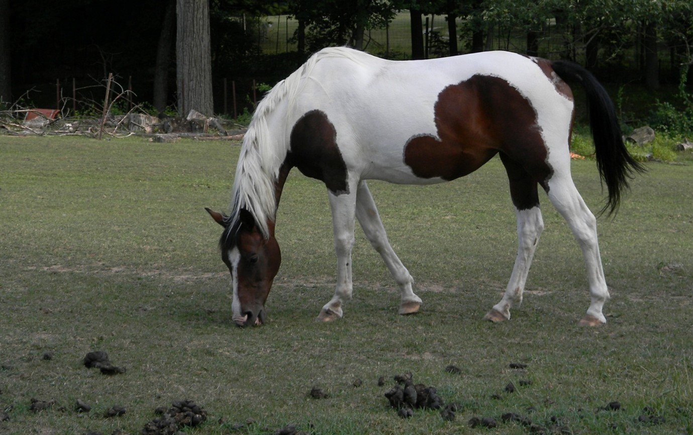 horse pasturing