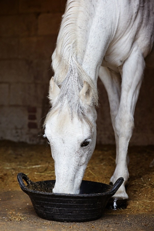 white horse feeding in the stable