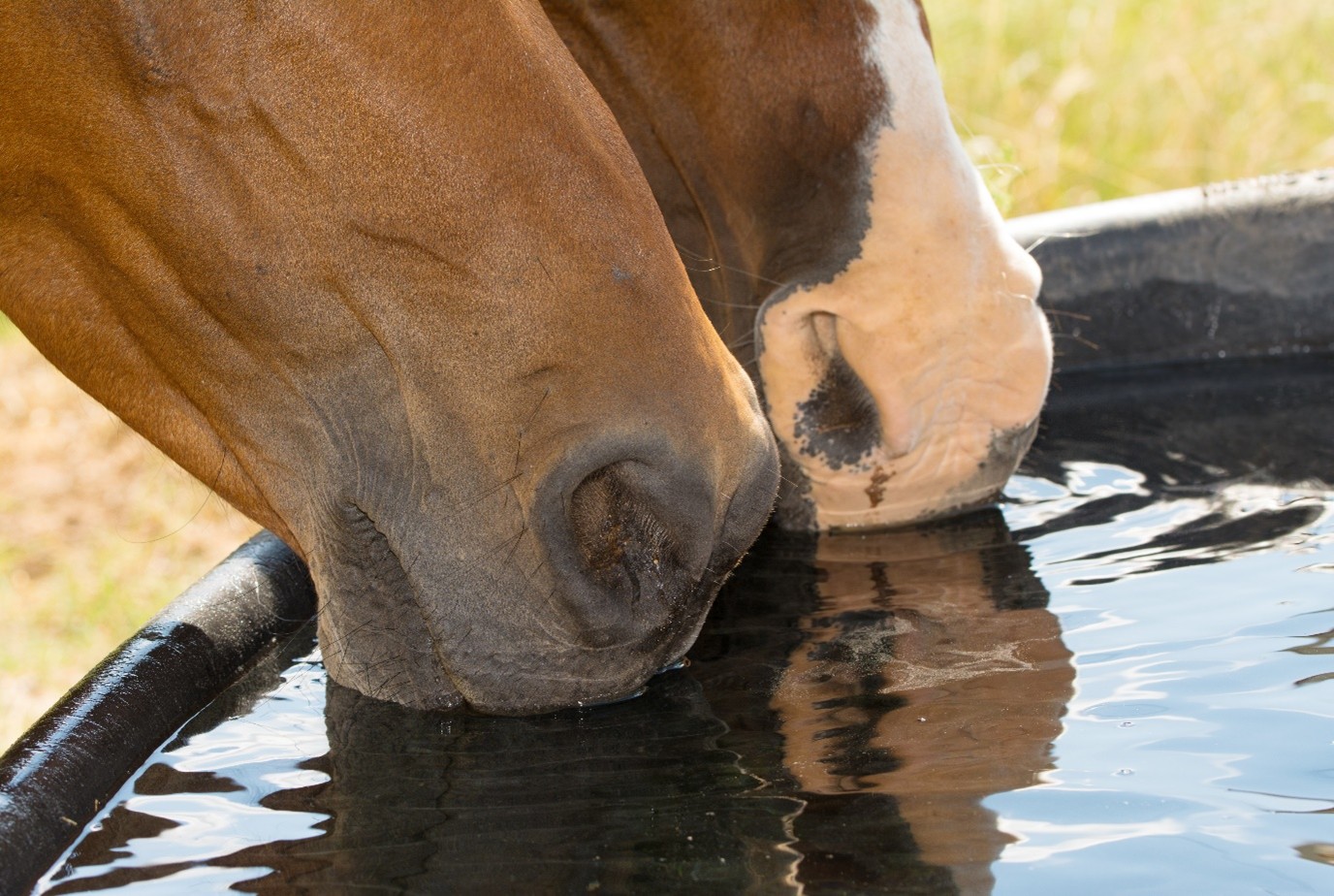 Close-up of two horses drinking water from a trough