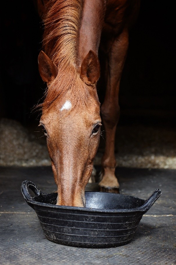 Horse eating feed from a black rubber bucket in a stable