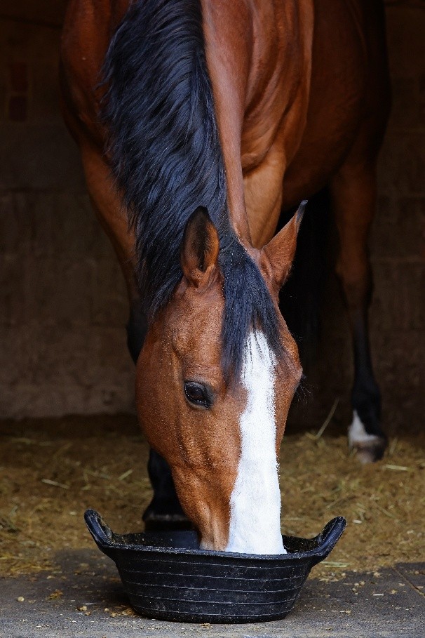 brown horse feeding
