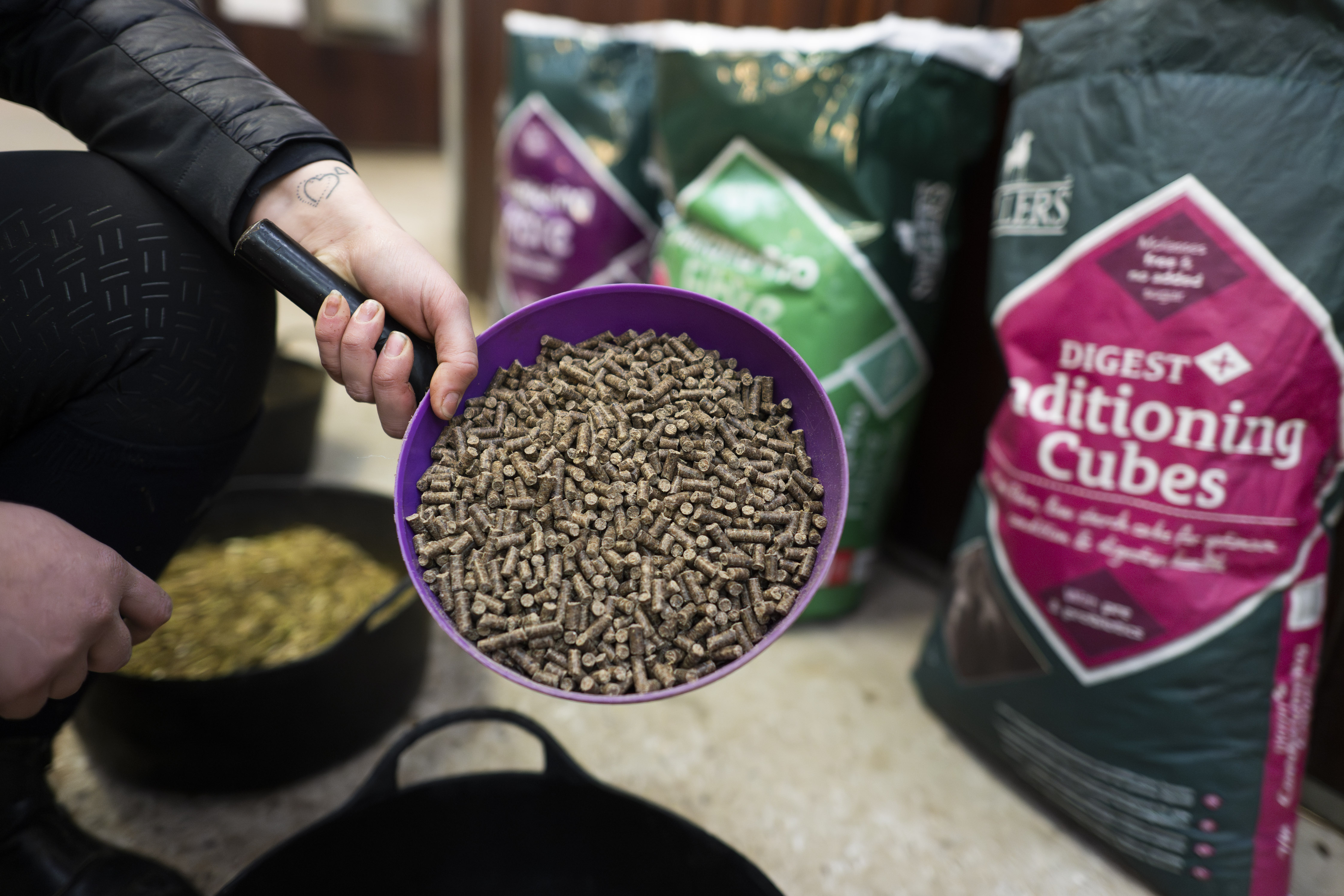 person pouring conditioning cubes into feed