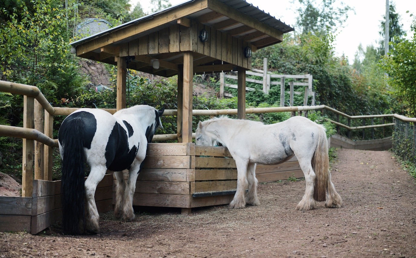 Ponies eating from a feeding station