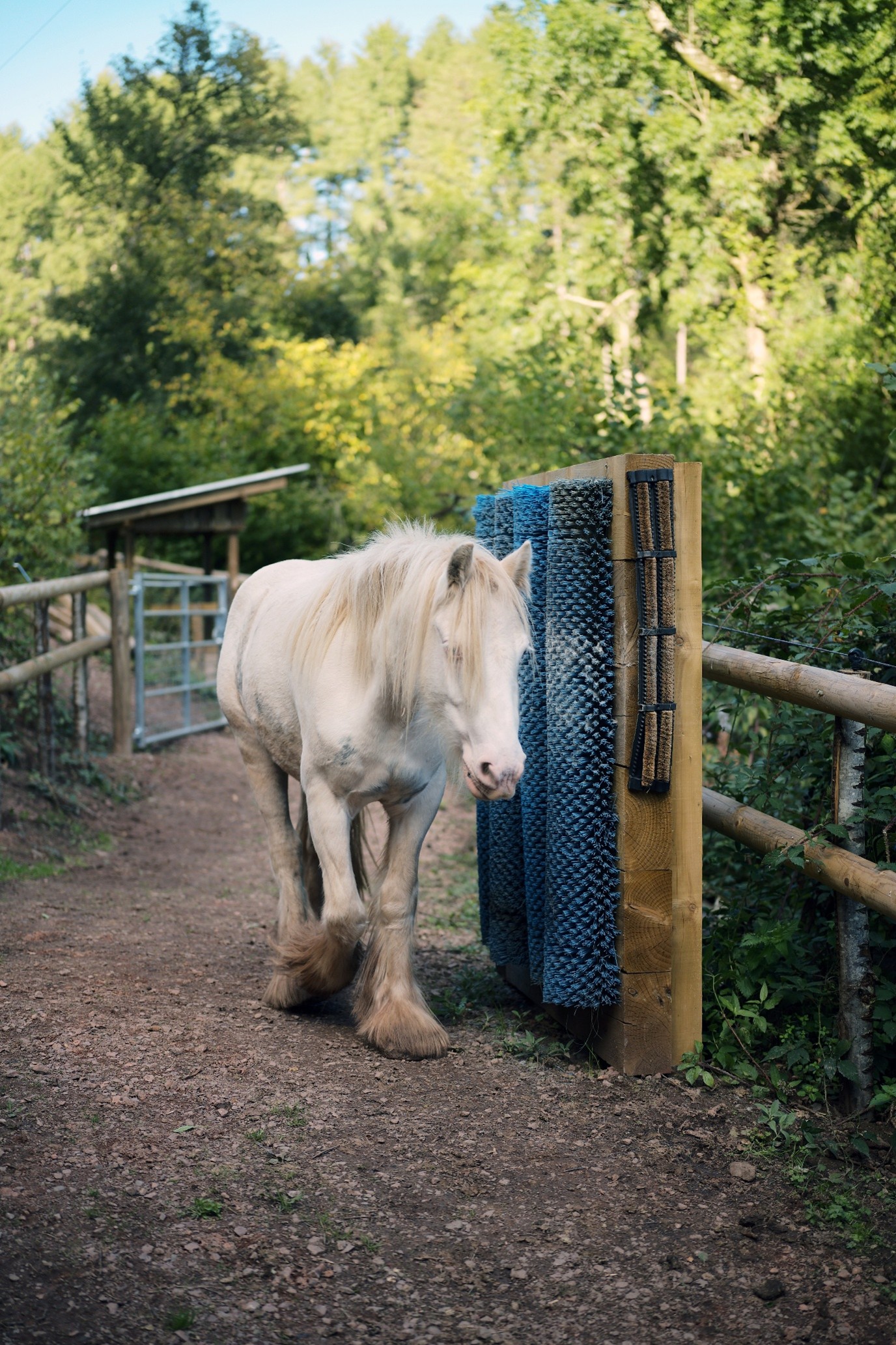 white pony walking through a farm