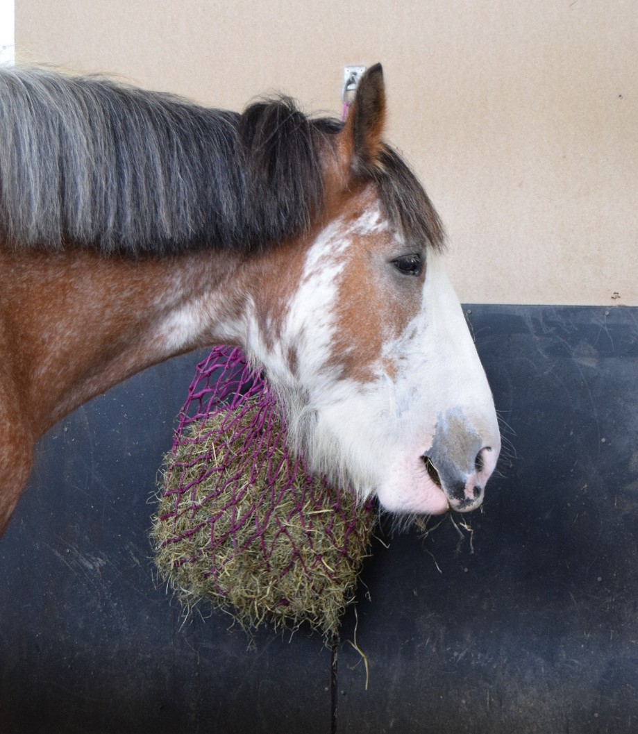 horse next to a bag of hay