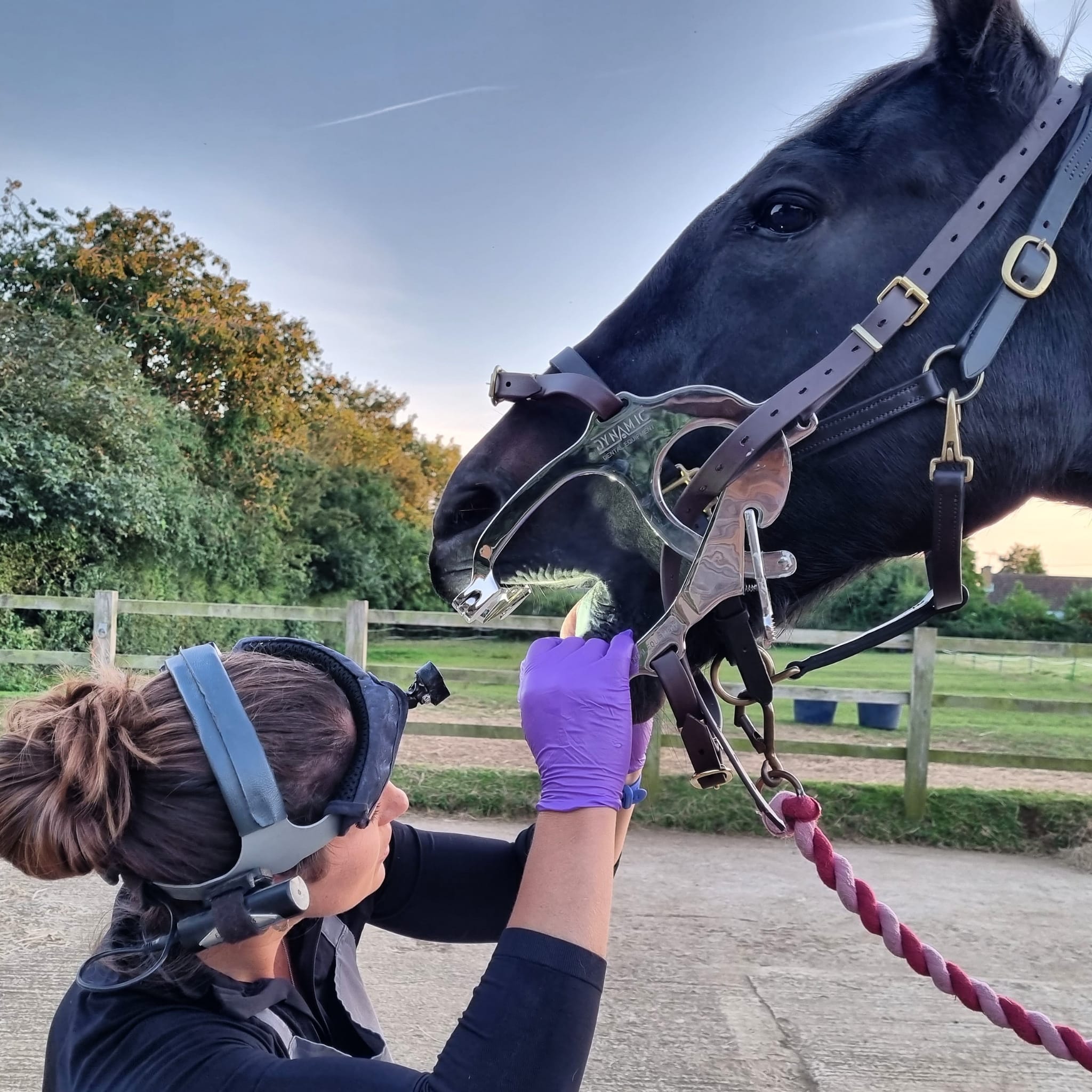 horse dentist