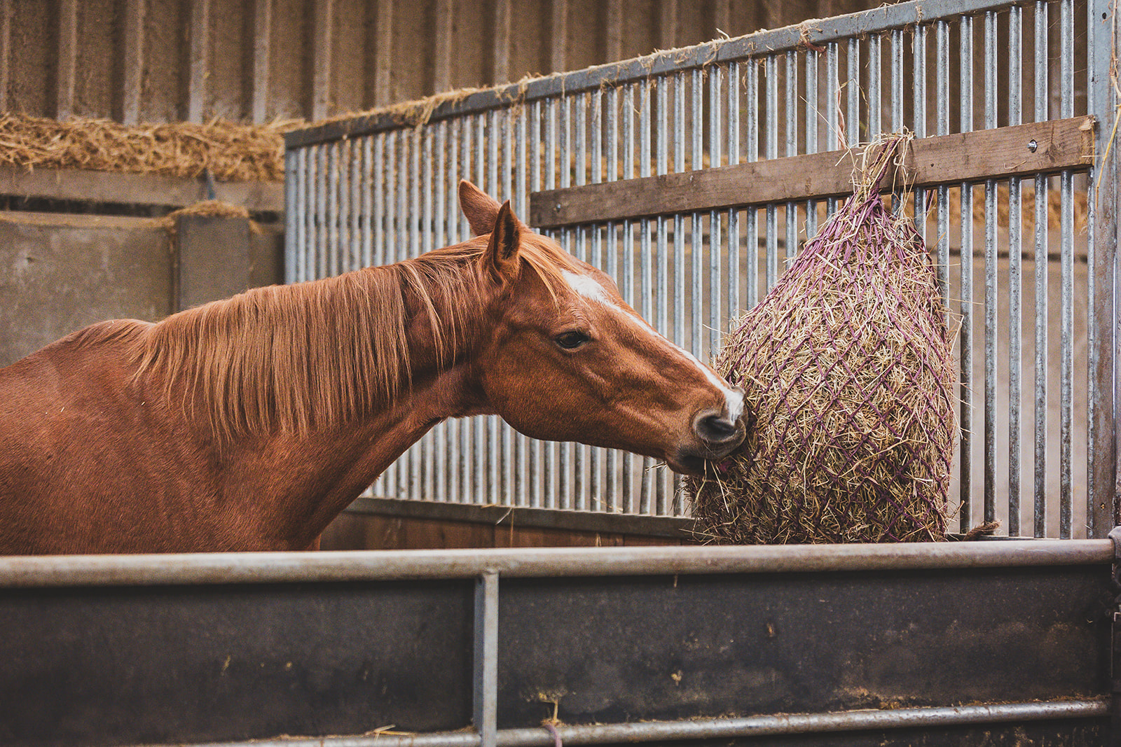 horse eating forage